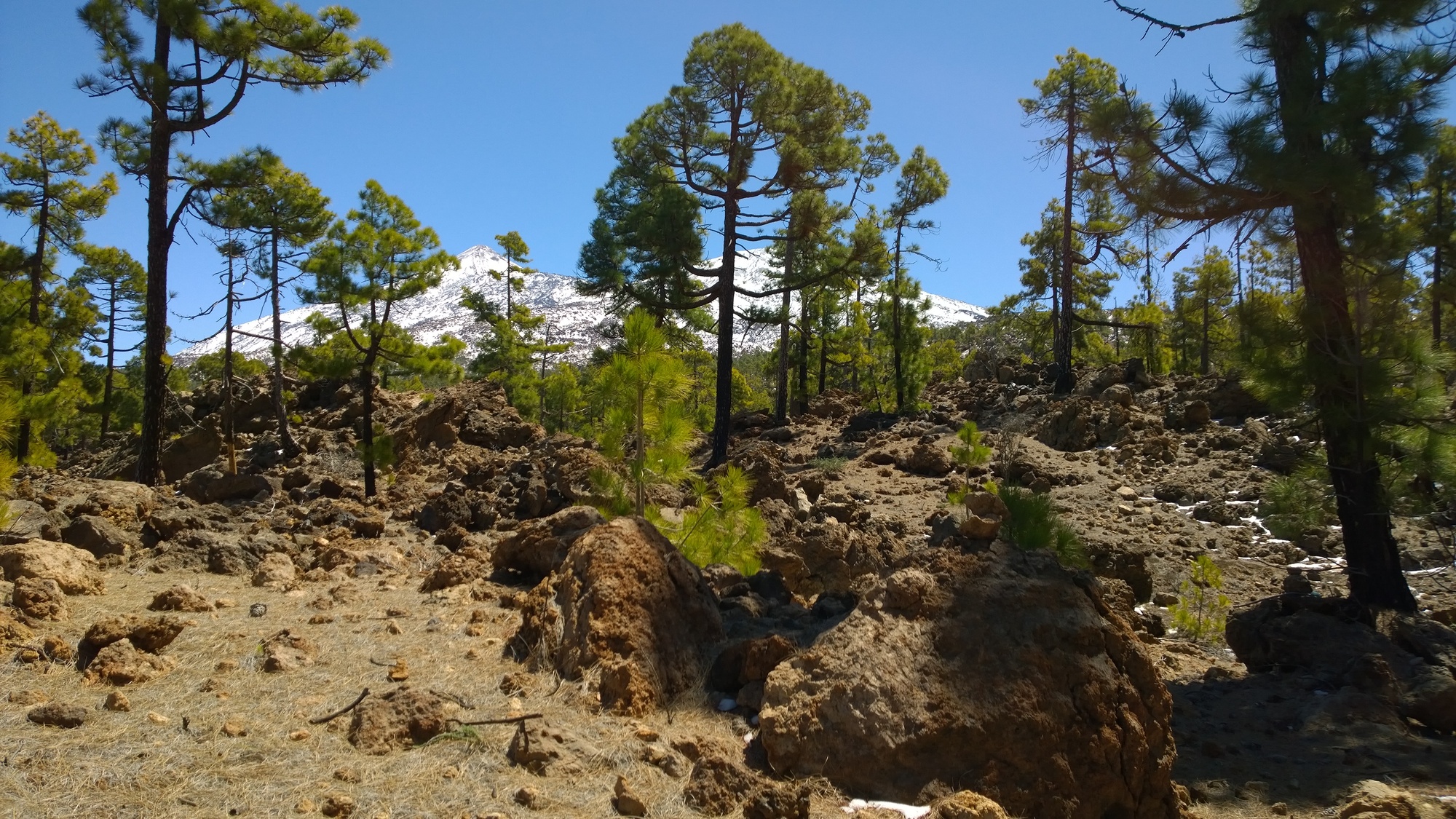 Noch mehr B�ume, noch mehr Lava